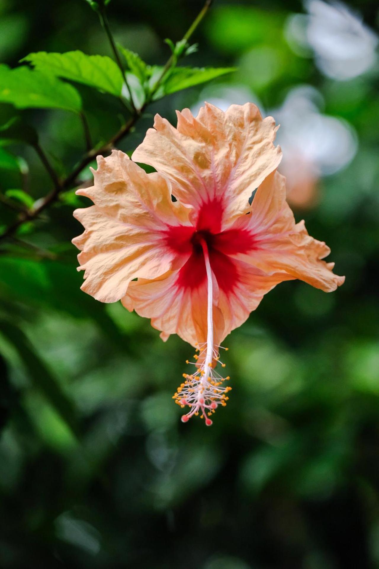 Hotel Casa Aldirica Cahuita Zewnętrze zdjęcie