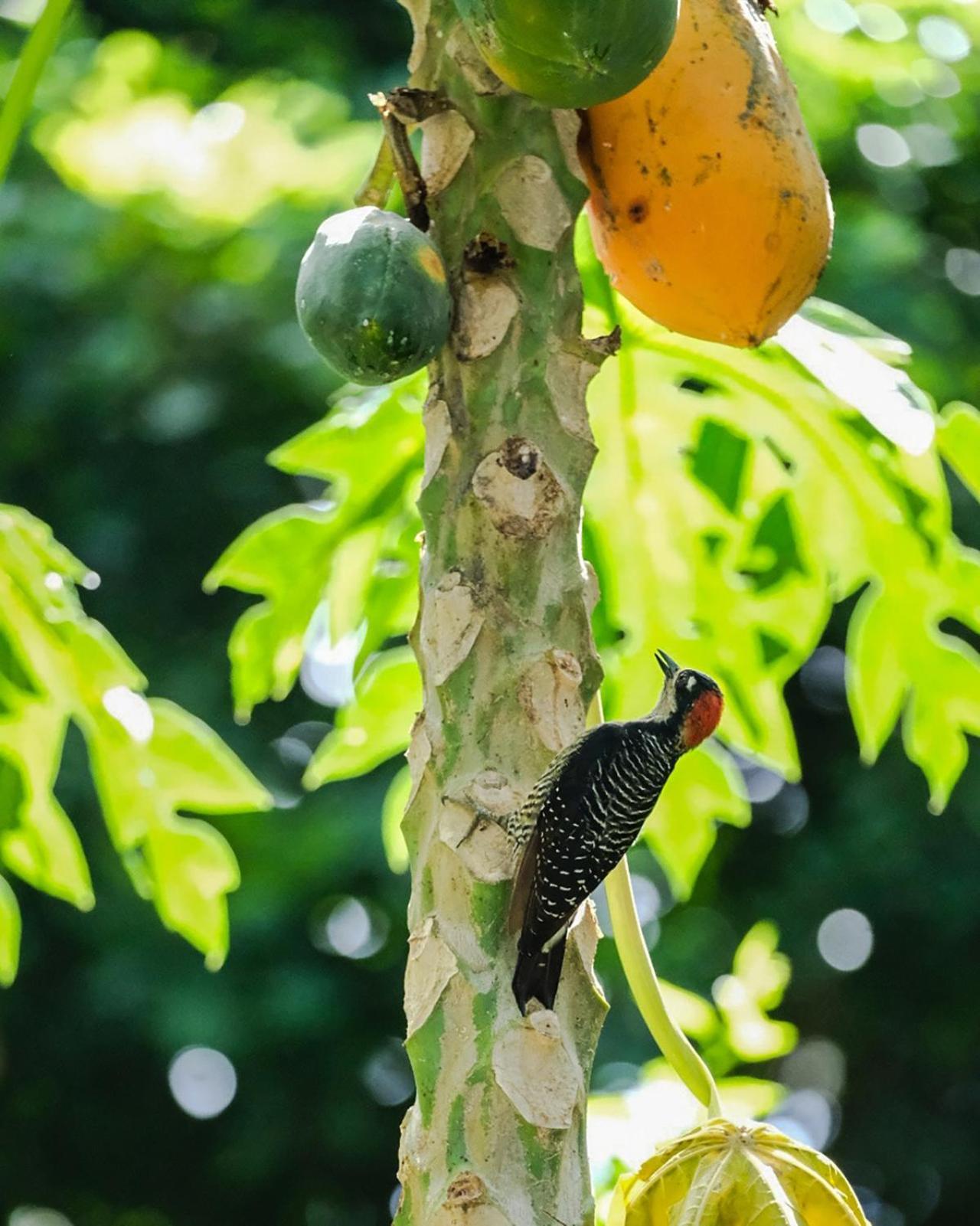 Hotel Casa Aldirica Cahuita Zewnętrze zdjęcie