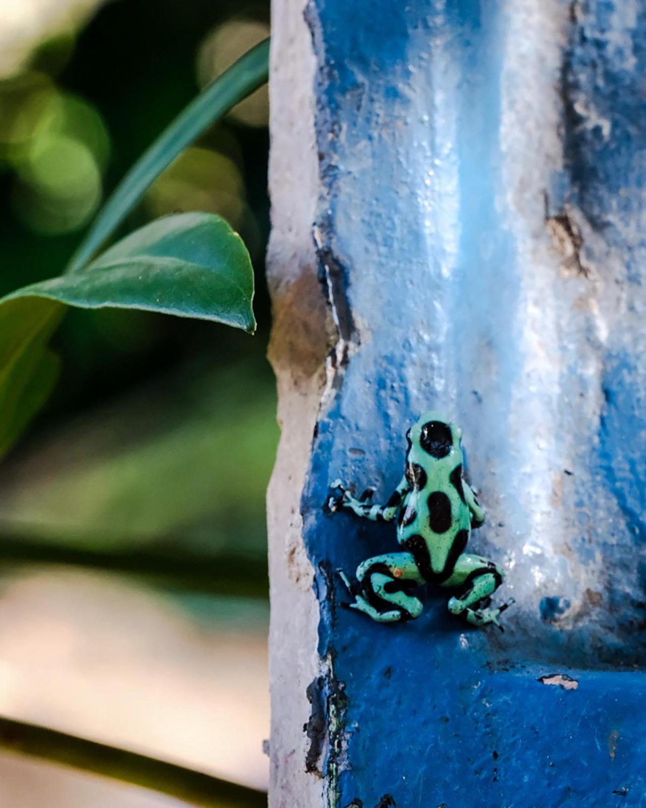 Hotel Casa Aldirica Cahuita Zewnętrze zdjęcie