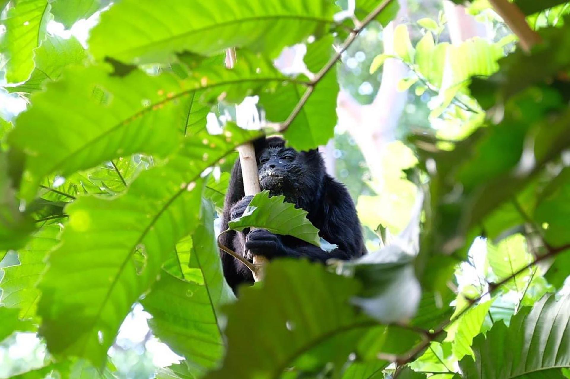 Hotel Casa Aldirica Cahuita Zewnętrze zdjęcie